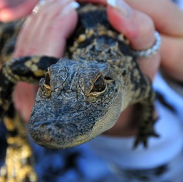 Baby croc/
		    