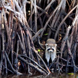 Hi little raccoon!/
		    