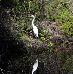 Super reflection/
		    