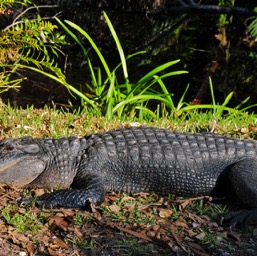 Billy-the-gator just hanging out on the trail/
		    