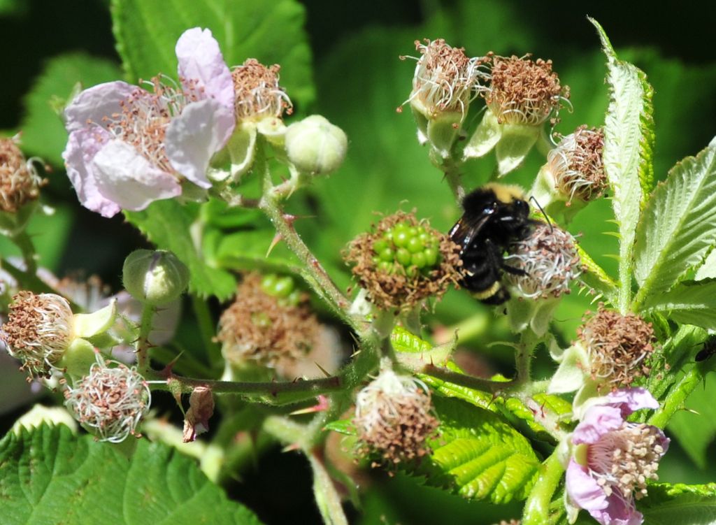 Blackberries, of course!/