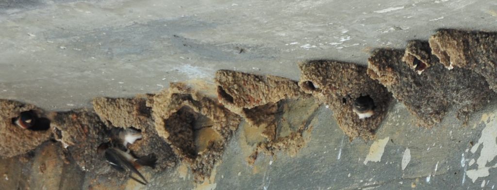 Sparrows under the bridge/