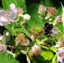 Blackberries, of course!/
		    