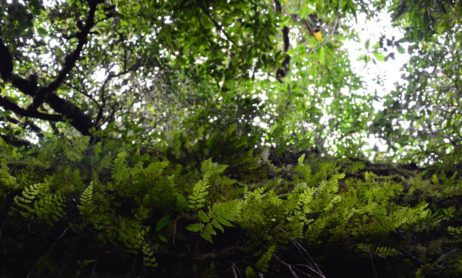 Everything is covered with ferns/