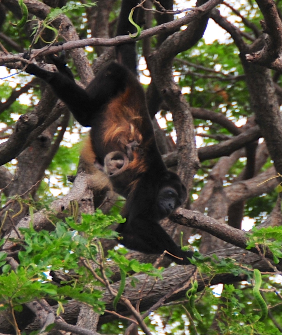 A howler monkey with her baby/