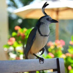 Our breakfast companion/
		    