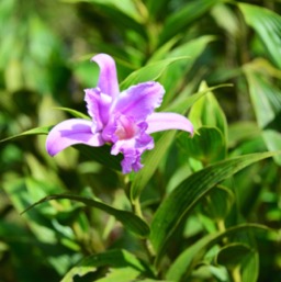 Orchid!/
		    