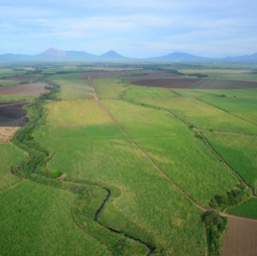 Nothing but sugar cane plantations in every direction/
		    