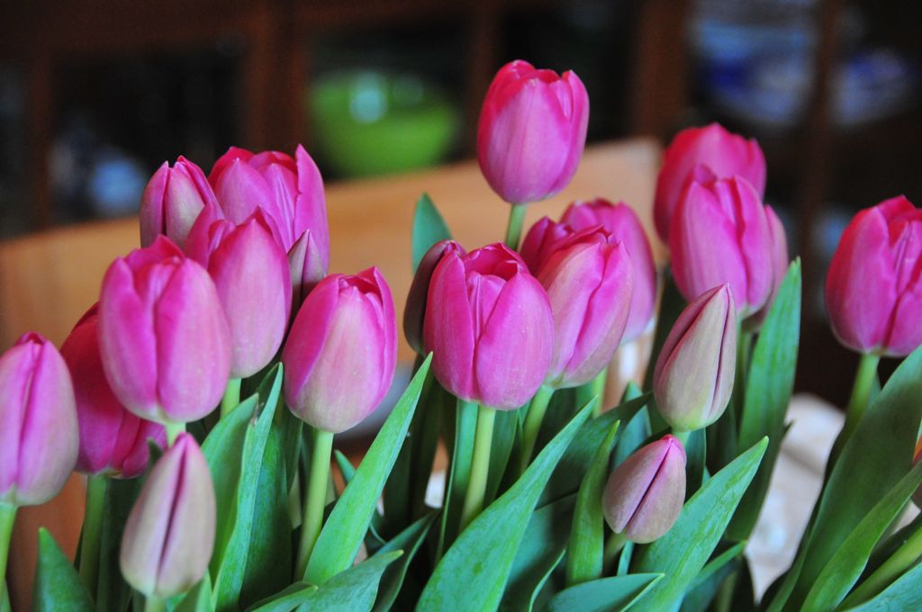 Did I mention the tulips?/