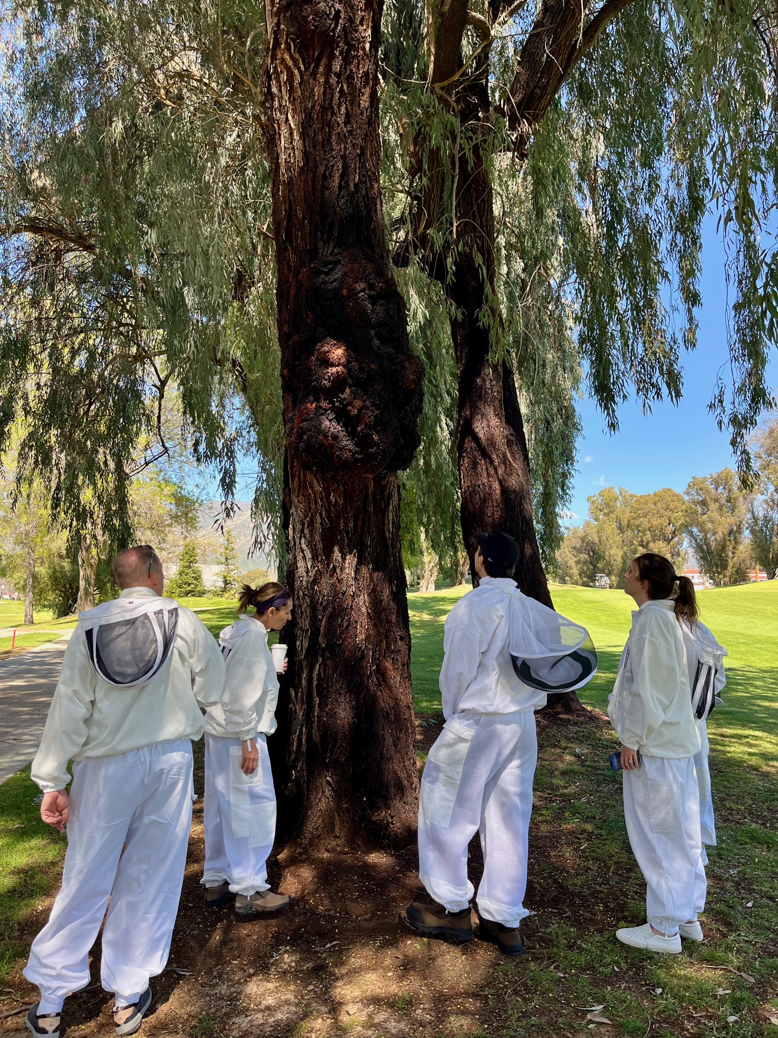 Heading out to visit the bees/905 Country Club Rd, Ojai, CA 93023, USA