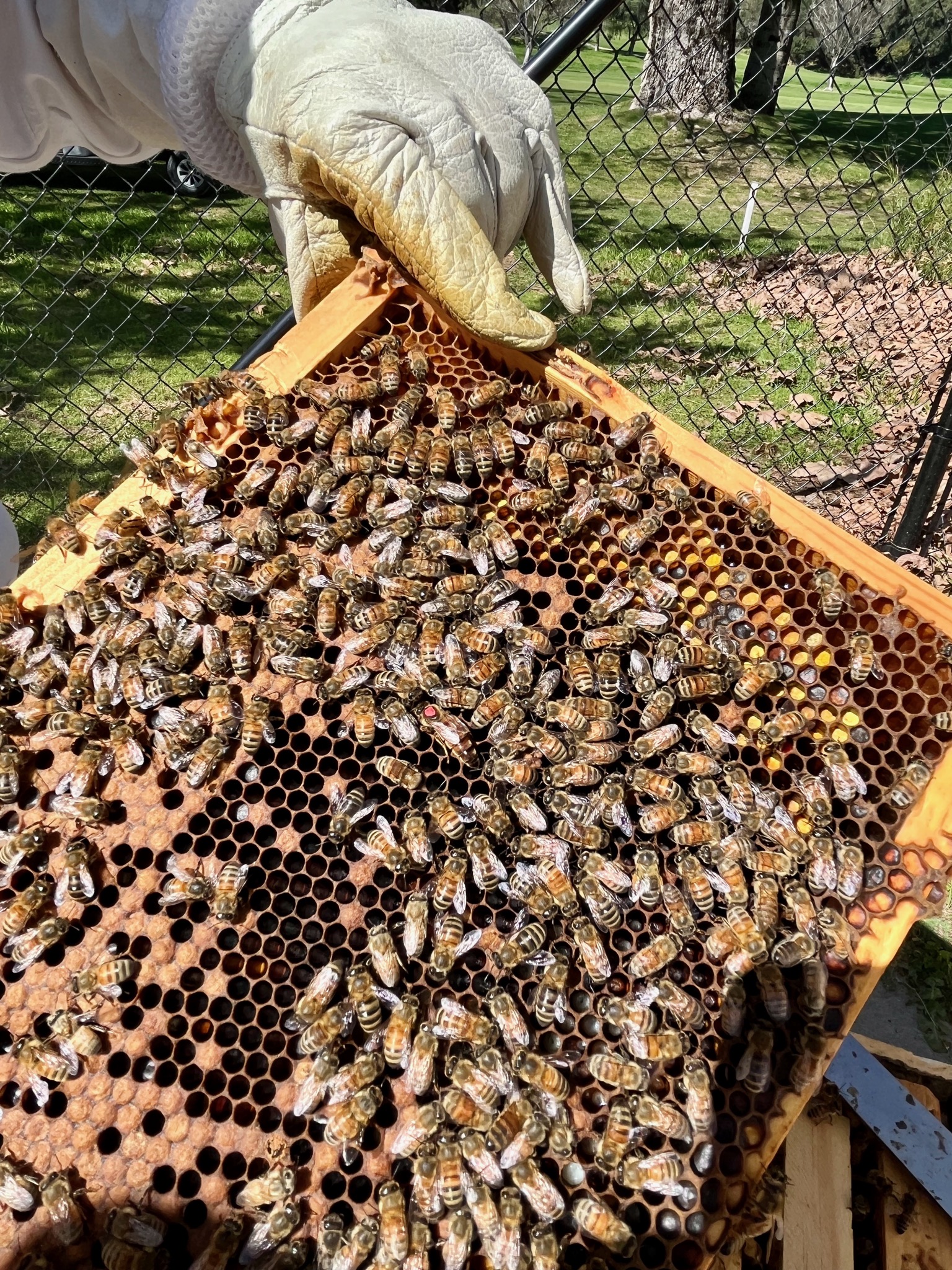 Do you see the queen?/12153 Creek Rd, Ojai, CA 93023, USA