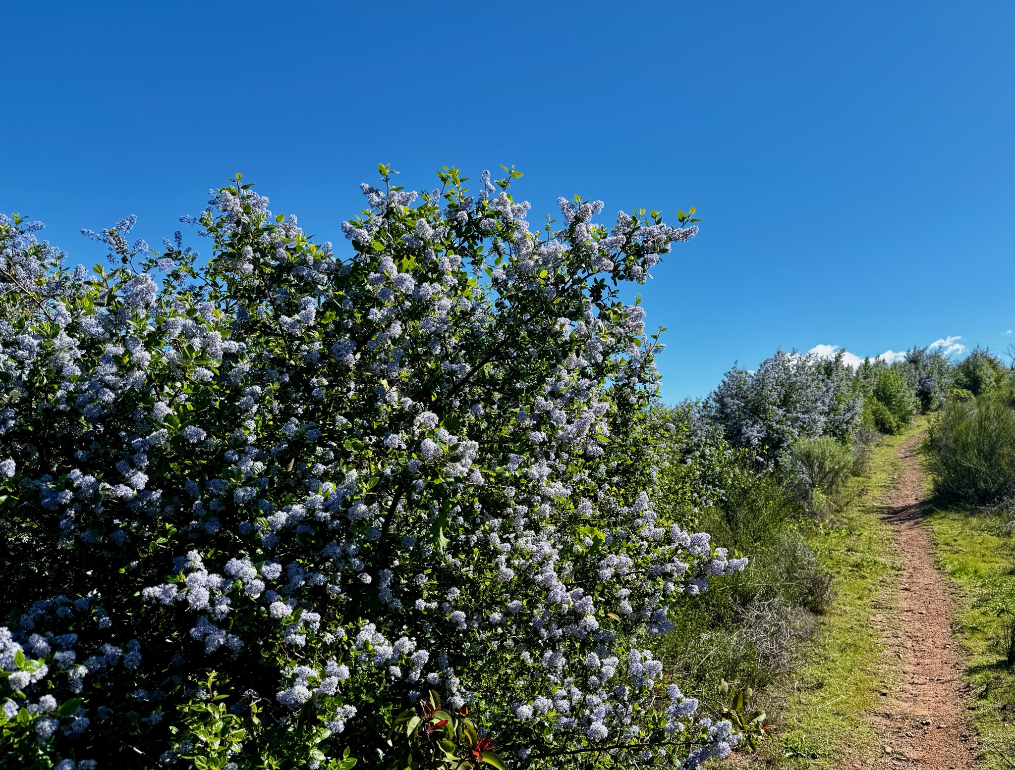 California lilacs blooming along the trail/