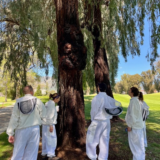 Heading out to visit the bees/
		    905 Country Club Rd, Ojai, CA 93023, USA