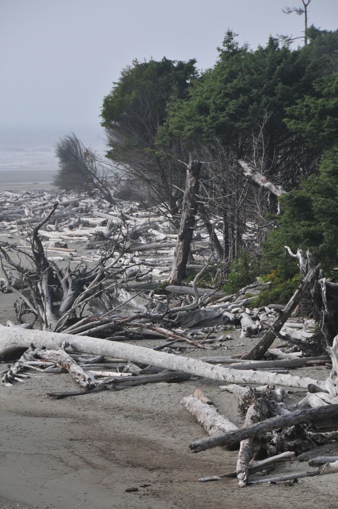 Teeny bit of driftwood /