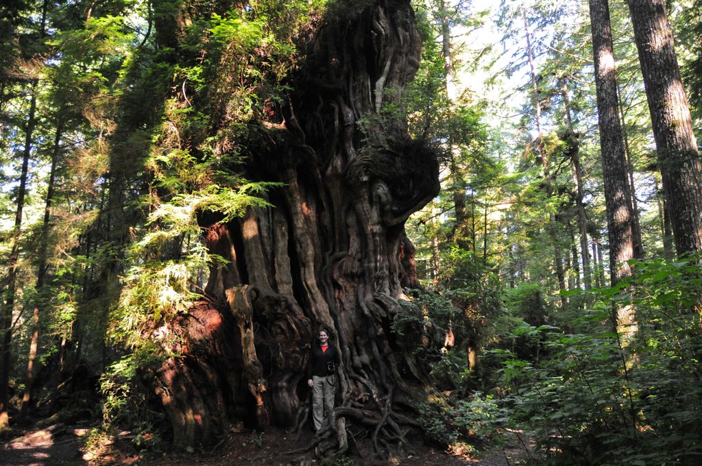 The Big Cedar tree... it was no giant sequoia/