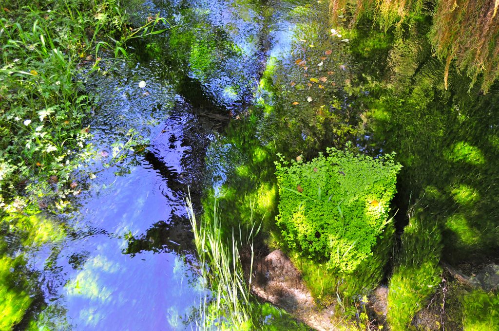 Looking for fish fry in the river... (not to be mistaken with fried fish)/