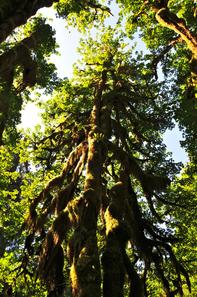 Hall of Mosses trail/