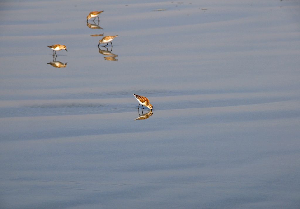 Sandpipers/