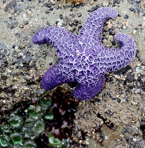 Tiedpools, Beach #4, Olympic National Park, WA