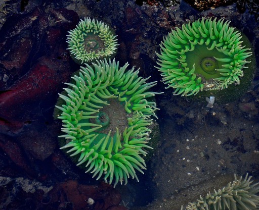 Tiedpools, Beach #4, Olympic National Park, WA