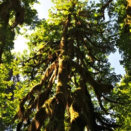 Hall of Mosses trail/
		    