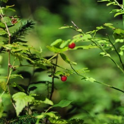 Huckleberries! /
		    