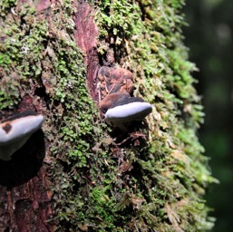 Shelf fungus/
		    