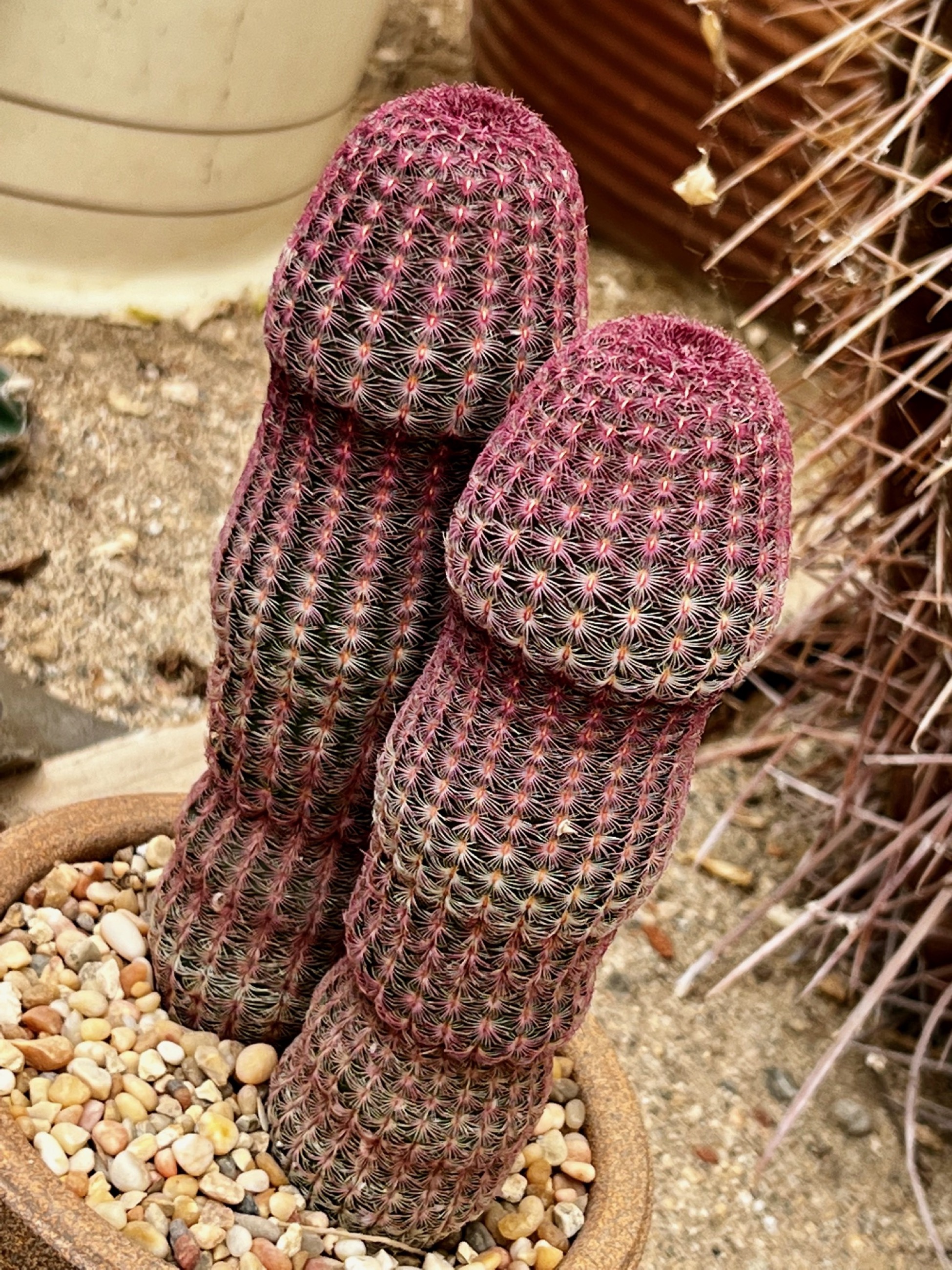 Hehe... 'nuff said! 🍆/