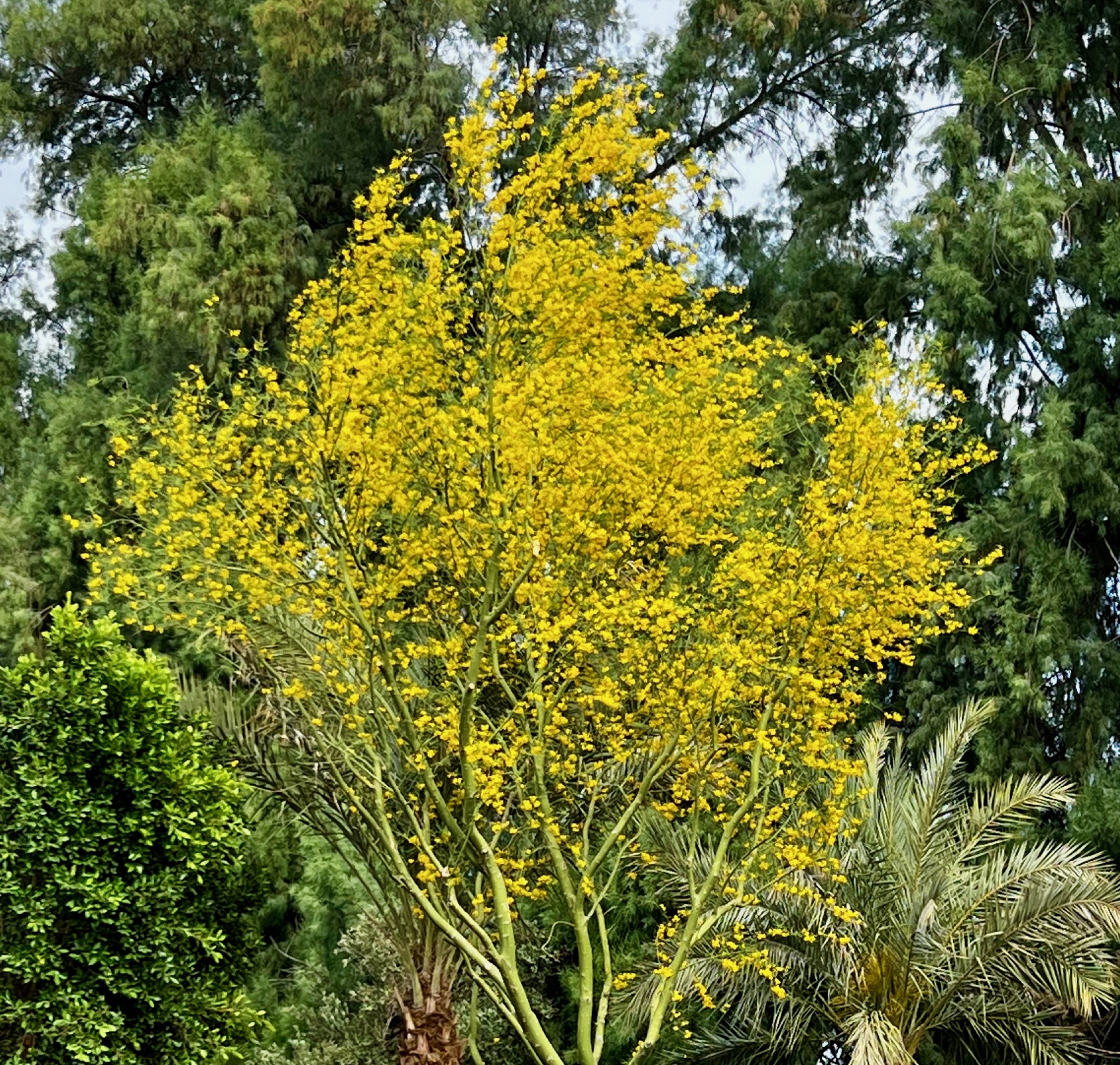 Beautiful blooming palo verde at the nursery/