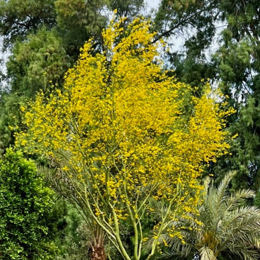 Beautiful blooming palo verde at the nursery/
		    