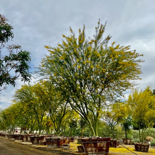 Rows and rows of mature trees/
		    