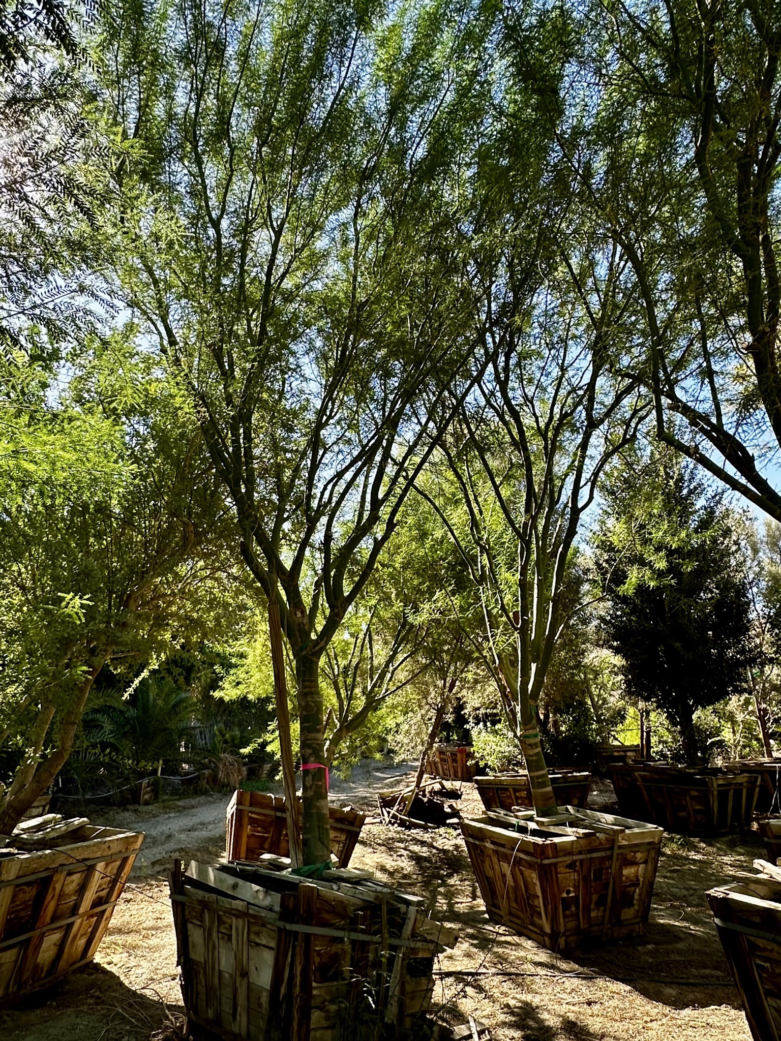 Soon you will be planted at our house!/Festival Campgrounds, 83272 51st Ave, Coachella, CA 92236, USA