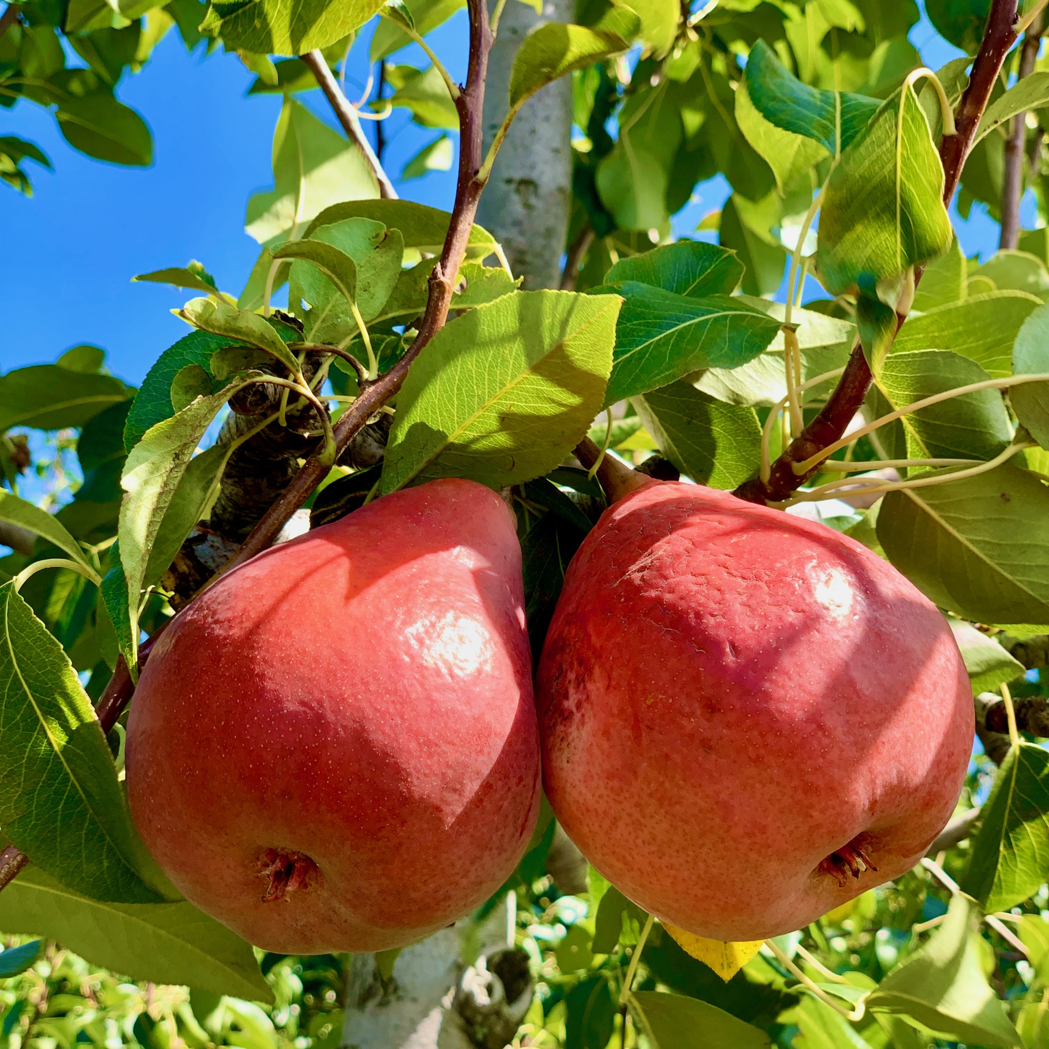 Yummy!/1280 Eastside Rd, Hood River, OR 97031, USA