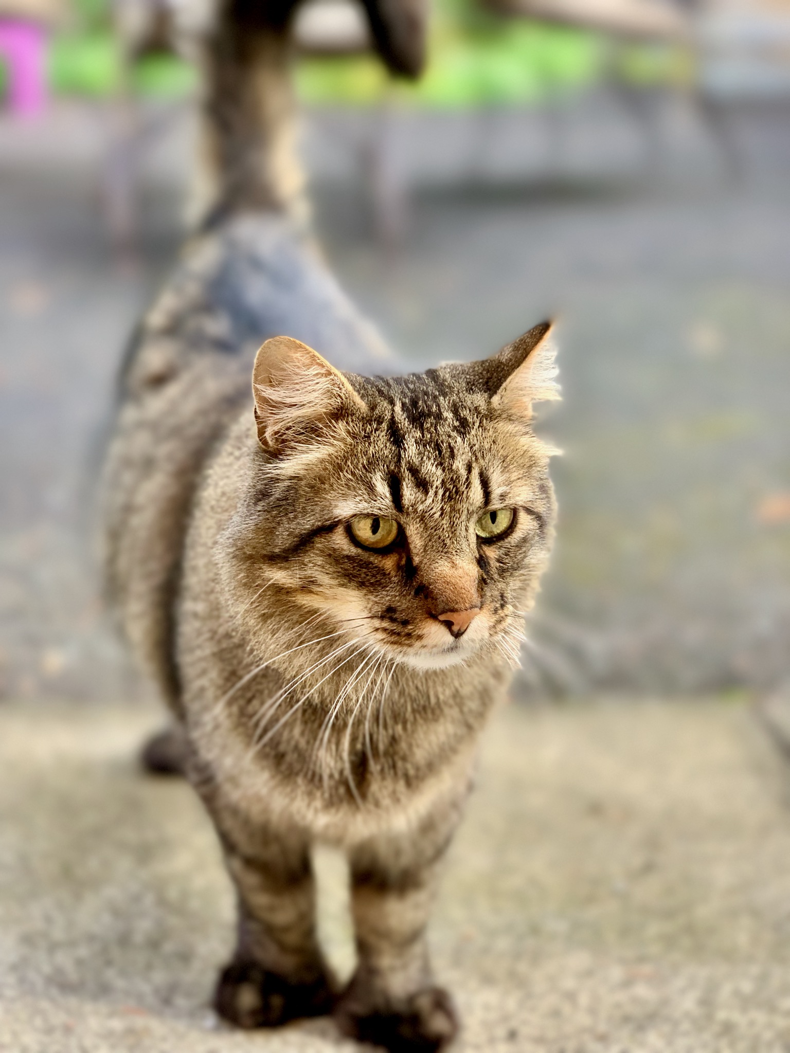 Inn kitty.../922 Bonsella St, Walla Walla, WA 99362, USA