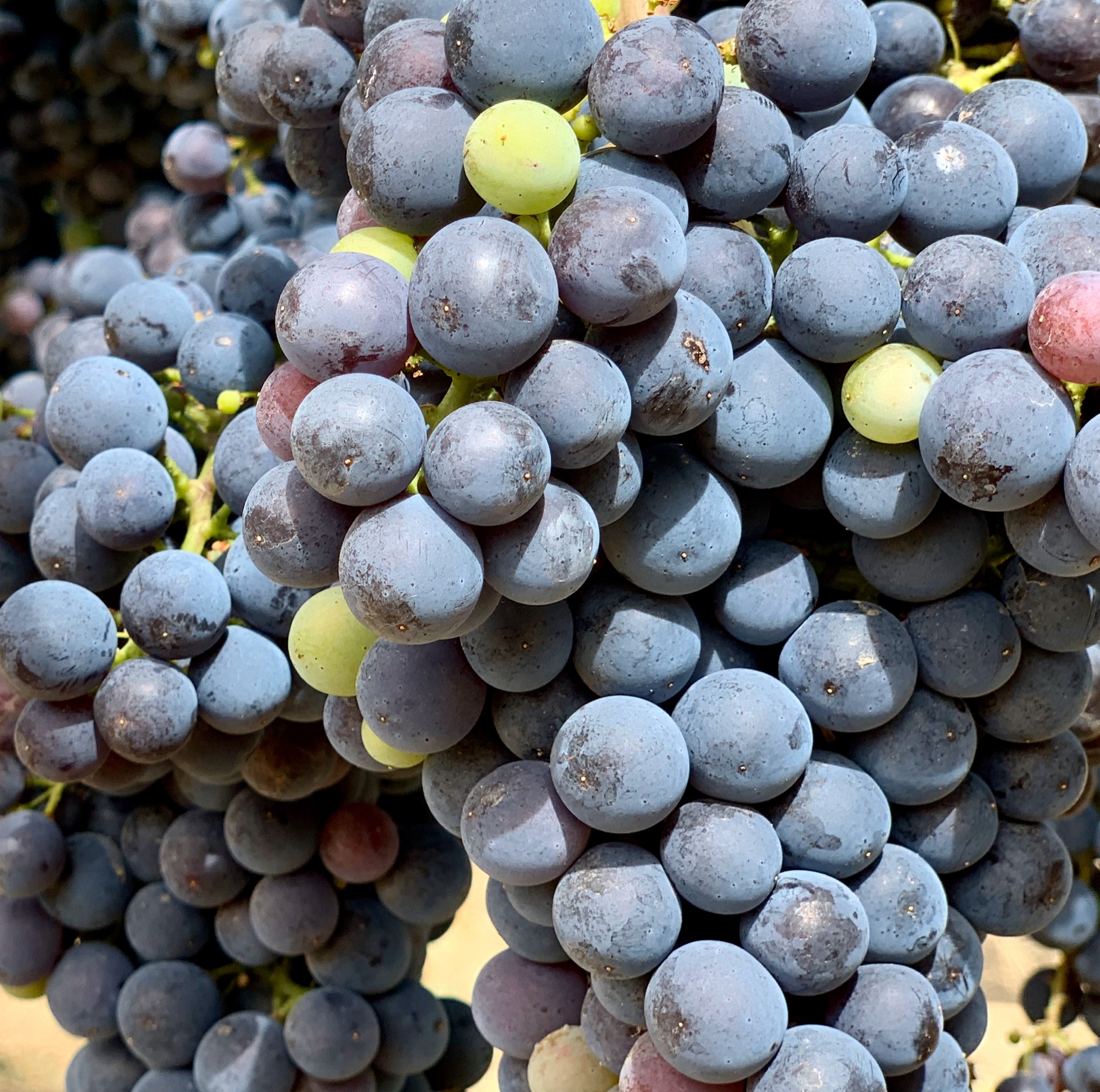 225 Vineyard Ln, Walla Walla, WA 99362, USA