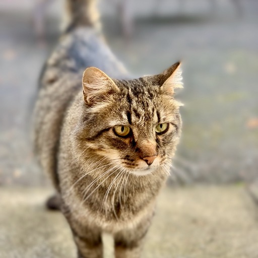 Inn kitty.../
		    922 Bonsella St, Walla Walla, WA 99362, USA