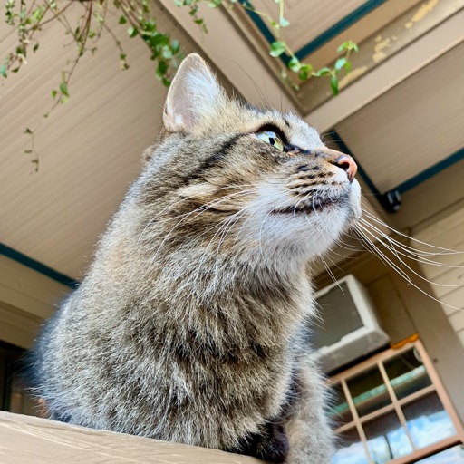 Inn kitty saying good bye/
		    922 Bonsella St, Walla Walla, WA 99362, USA