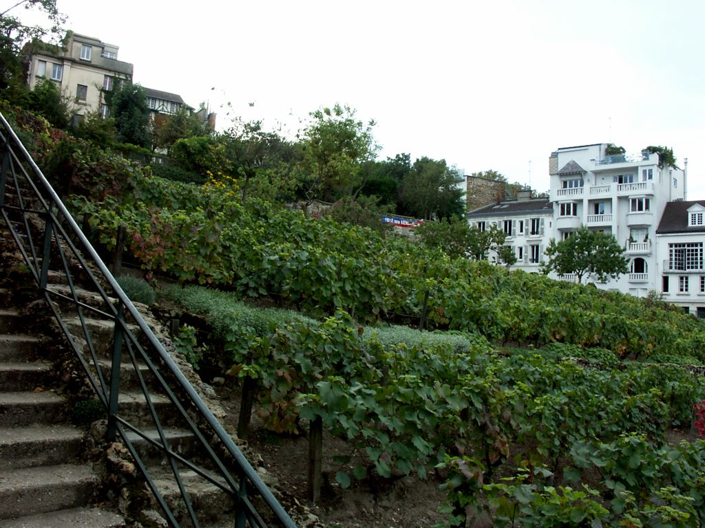Vineyard in the middle of Paris?/