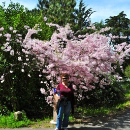 Some sort of blossoms/
		    