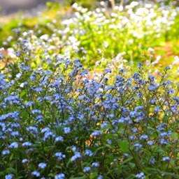 Forget-me-not!s/
		    