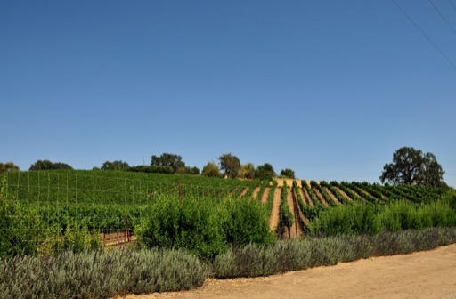 Vineyard Drive