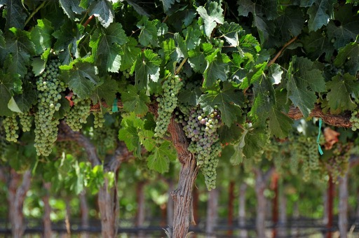 Grapes of Paso