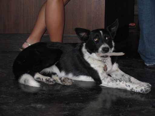 Winery dog