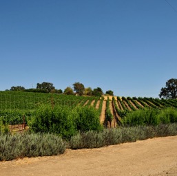 Paso wine country/
		    