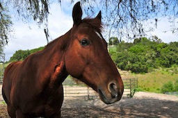 Encroaching Horsey