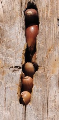 Nut-stuffed pole