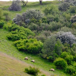 Paso sheep/
		    