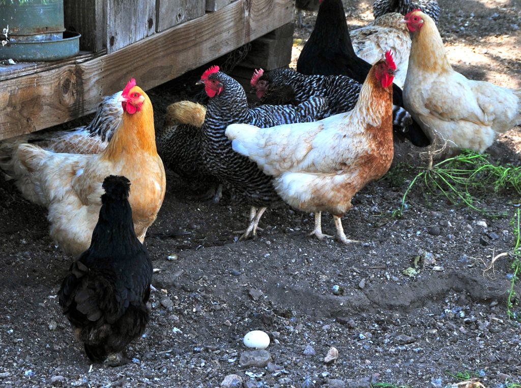 Chickens with an egg at Happy Acres Farm!/