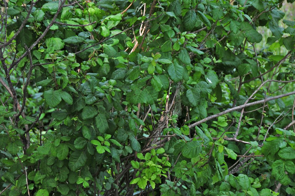 Poison Oak EVERYWHERE!/