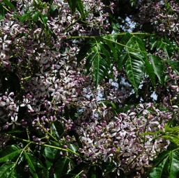 A tree covered with these beautiful flowers/
		    